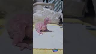 7일된 아기 앵무새 이유식 먹기              #앵무새 #이유식 #코뉴어