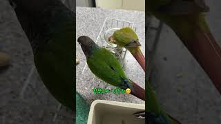 껌딱지들 밥먹을때 엄마가 다가가면????#코뉴어앵무새 #parrot