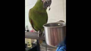 한스마카우 해바라기 먹방 #shorts