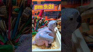 청금강 앵무새예요.#birdslover #parrot …