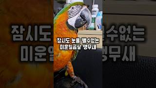 앵무새 키우지 마세요~ 사고치고도 당당합니다 ㅋㅋㅋㅋ …