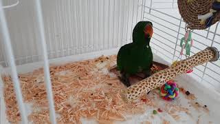 이유식 먹는 뉴기니아 앵무새 연두♡