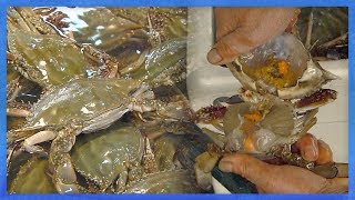 홍원항 꽃게부터 금강 철새도래지까지, 서천 갯길이야기(…