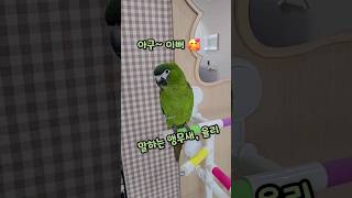 엄마! 아구~이뻐♥️ 말하는앵무새 #한스마카우 #talkingparrot