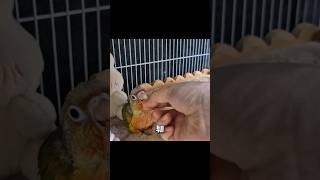 순서대로 자러가는 아가 코뉴어, 넌 안자고 뭐해?!