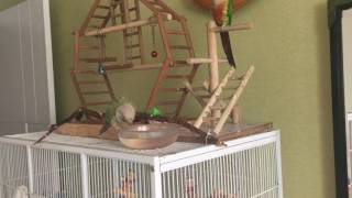 코뉴어 앵무새 워터파크 개장!