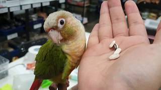 반전주의) 앵무새 xx 잘라줬습니다.. [정브르]