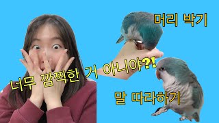 퀘이커 앵무새 호두 자두의 애교 착즙 |저세상 깜찍함 | 쿠키영상