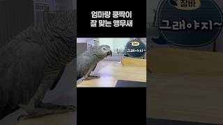 엄마랑 쿵짝이 잘 맞는 앵무새  회색앵무 잠바