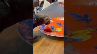 태어나서 처음 토마토 먹는 앵무새 #구름이 #팀네회색앵…