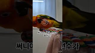 혼자 놀기에 선수가 되어가는 써니!  #썬코뉴어 #parrot #앵무새 #체조 #gymnastics #선수 #player #혼자 #alone #써니