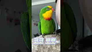 뽀뽀 하는 코코..#parrot