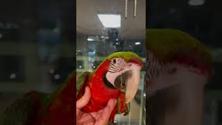 할리퀸마카우 루카 배는 어디 있을까요? 이유식 먹은 루…