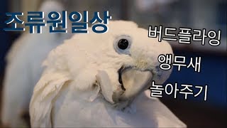 조류원(버드플라잉)앵무새 놀아주기 #1