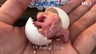 Hyacinth Macaw - Guacamayo Azul