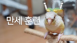 [앵무새훈련] 6회-만세훈련 / parrot train…