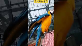 엄마 어깨에서 만세하는 루카 #macaw #청금강 #청금강앵무새