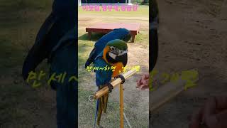 나는누구~?이웃집,앵무새,국내1위,원탑똑똑이~청금강~국…