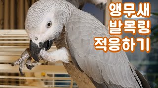 앵무새에게 발목링을 채웠어요^^ 이제 너희는 나에게서 …