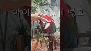 (주의) 홍금강 만질 때 필요한 것.