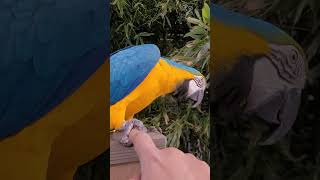 배 못만지게 하는 루카 #shorts #청금강 #청금강앵무새 #macaw