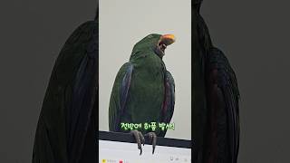 뉴기니아앵무새 크롱이가 졸고있어요  #뉴기니아 #parrot #루티노퀘이커 #뉴기니아앵무 #뉴기니아앵무새 #동물키우기 #birds #반려동물 #동물