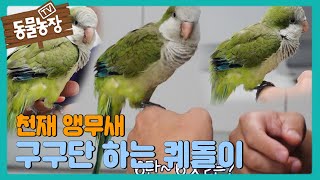 [깜놀] 구구단 하는 퀘돌이, ‘천재 앵무새’ 등극!