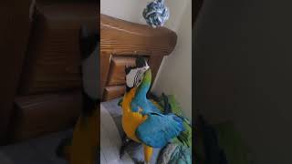 밧줄장난감 가지고 노는 루카 #shorts #청금강 #…