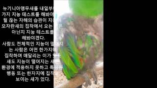 self injury Eclectus parrot th…