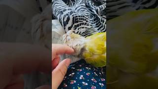 이건 누가 봐도 사랑일텐데#앵무새#코뉴어앵무새#사랑#매일매일#parrot#birds