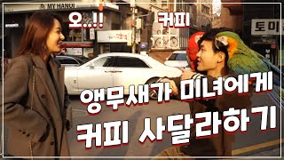 앵무새가 미녀에게 커피를 사달라고 했다??