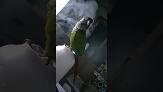 초롱♡연두#  가습기 목욕중#코뉴어 #반려조 #parrot 제습기 아니고 가습기  ㅎㅎ