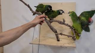 사랑이는 축복이가 지킨당^^