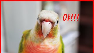 엄마 깨우는 앵무새, 코뉴어 앵무새 소음