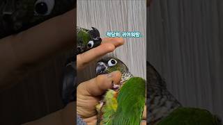 #코뉴어앵무새#하랑이#하봉이#parrot#cute