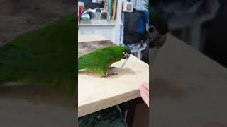 한스마카우 띵동 &#39;돌아&#39;