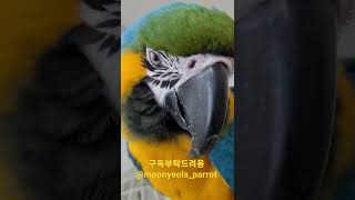 청금강앵무새 근접촬영 #shorts