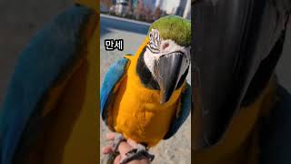 혼자서 개인기하고 셀프칭찬하는 루카 #shorts #청금강 #청금강앵무새