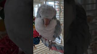 [퀘이커 앵무] 카메라 싫어 | 엄마 좋아 #parrot #quakerparrot #cute #까꿍이
