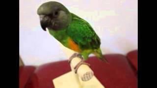앵무새/중형앵무/세네갈