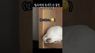 집사 핸드폰  올라타기!! 실패!! #앵무새 #퀘이커앵…