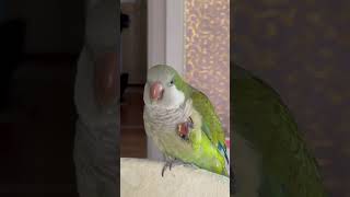 아몬드는 맛있어 #앵무새 #퀘이커 #parrot #아몬드#냠냠