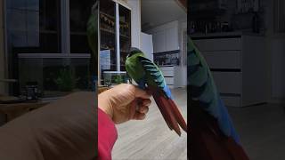 코뉴어앵무새#하랑이#하봉이#parrot#cute