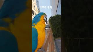 개 짖는 소리내는 앵무새 #animal #parrot #앵무새 #청금강 #개 #dog