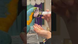 청금강 팡이 서투른 첫 이유식♥