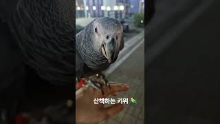 산책하는 앵무새. #parrot #앵무새 #greypa…