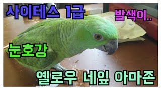 앵집사 - 옐로우 네잎 아마존 사이테스 1급 개인사육 …