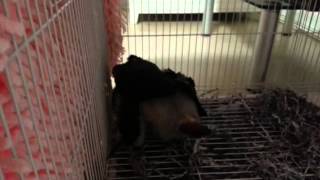 20130826 꺼내달라고 신경질난 아기 나나(회색앵무…