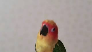 춤추는 썬코뉴어 앵무새