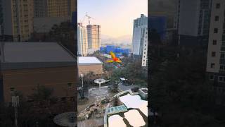 [루카월드] 불사조가 있다면 이런 모습일듯  #parr…